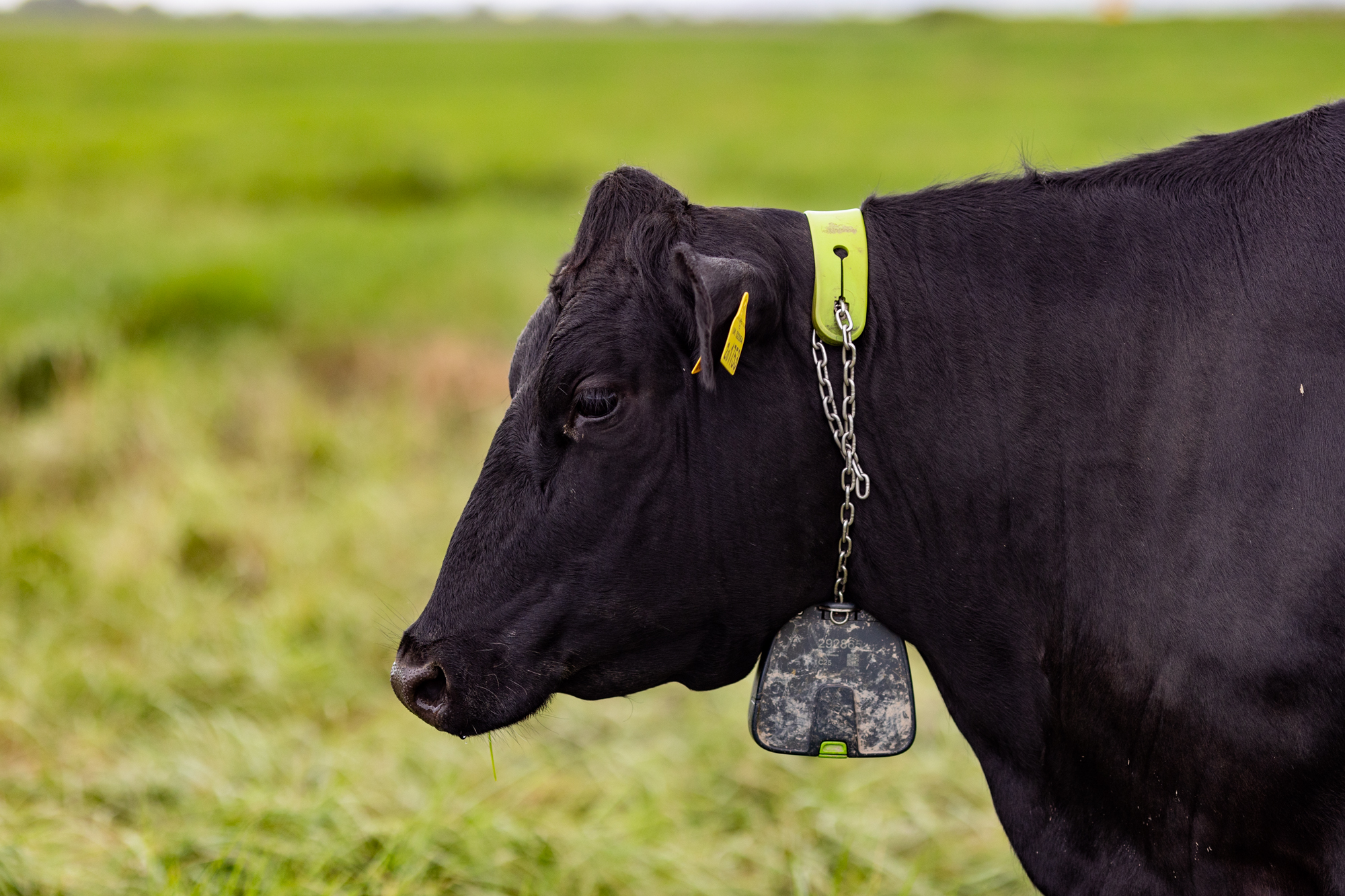 Exploring Innovation at Steart Marshes with the BBC & ITV News: Blue Carbon Farming and GPS NoFence Collars